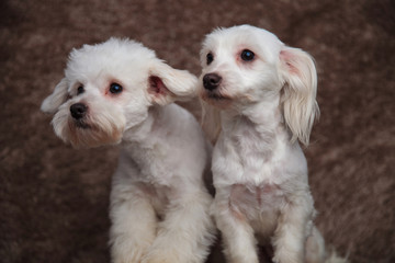 curious bichon couple looks to side while sitting