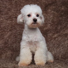 cute white bichon on fur background looks to side