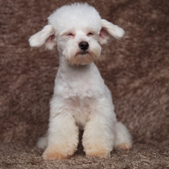 cute seated bichon blinking looks to side