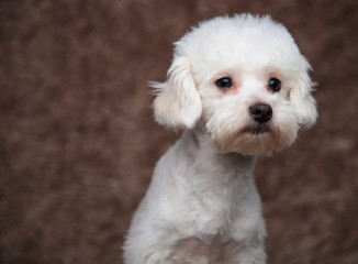 close up of curious bichon looking to side while sitting