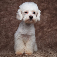 seated white furry bichon looking to side