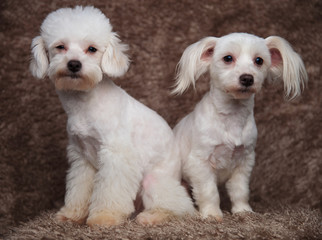 two adorable white bichons sitting and looking to side