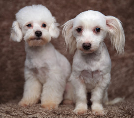 cute seated bichon couple on brown fur background
