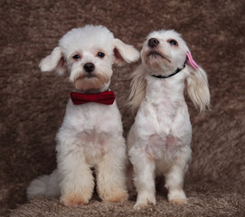 classy bichon couple sitting with on looking up