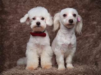 lovely bichon couple with red and pink bowties sitting
