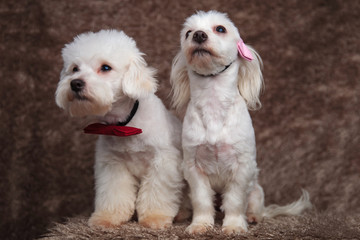 curious elegant bichon couple looks up and to side