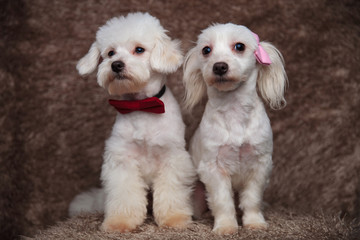 two furry bichons with bowties sit and look to side