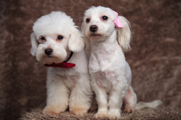 two adorable white bichons with bowties are looking to side