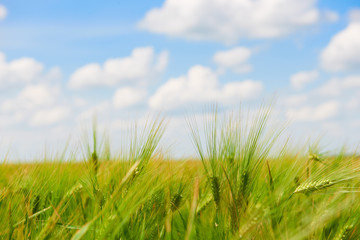 Obraz premium young wheat field closeup as background, bright sun, beautiful summer landscape