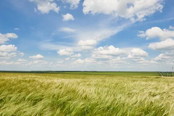 Crédence de cuisine en verre imprimé Campagne jeune champ de blé comme toile de fond, soleil éclatant, beau paysage d& 39 été