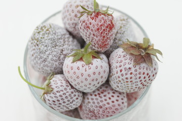Strawberries in frost after frost