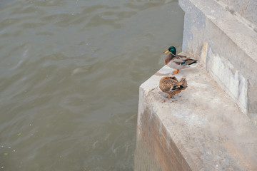 Mallard duck male and female couple perched on steps of Moskow-river embankment, copyspace on water.
