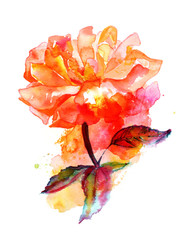 Watercolor vibrant rose drawing on a white background