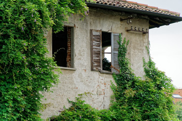 Fototapeta na wymiar Evergreen ivy growing on brick wall of old house
