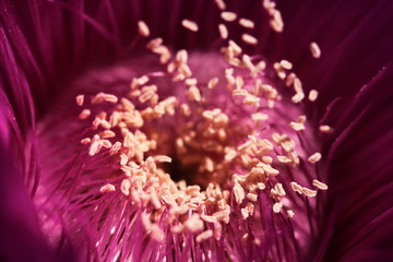Inside a succulent flower
