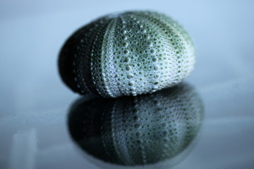 An Urchin Reflected