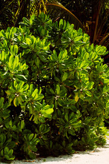 Mangroves growing in white sand beach in Maldives island.