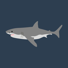 Shark vector illustration