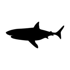 Shark silhouette illustration