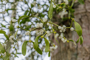 Mistletoe with white berries growing on a tree