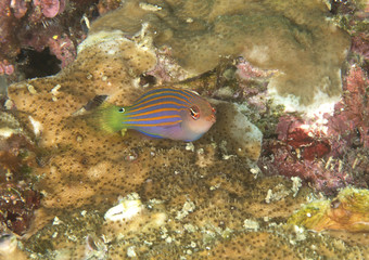 Fototapeta na wymiar Six stripe wrasse ( pseudocheilinus hexataenia ) swimming over coral reef of Bali, Indonesia 