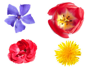 Naklejka premium isolated colorful flowers