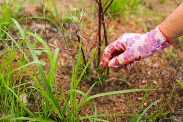 Fototapeta na wymiar close up Farmer woman's hands checks stem of currant with protection gloves