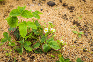 close up picture of Flowering Bush strawberry view from above in selective focus