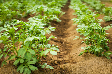 close up Rows of growth green potato at early summer in selective focus