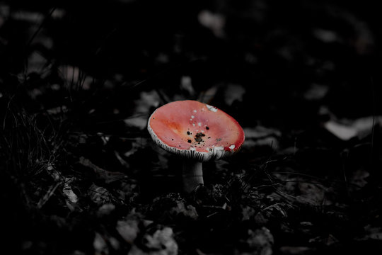 Mushroom