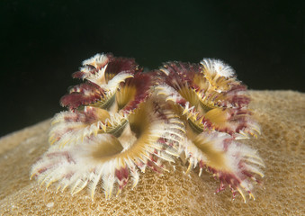 Christmas tree worm , Spirobranchus giganteus opens the umbrella  , Bali, Indonesia