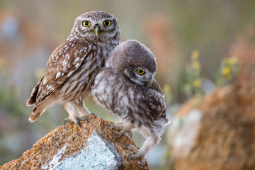 The little owl (Athene noctua) with his chick standing on a stone
