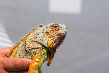 iguana in a man's hand