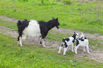 Naklejka na ściany i meble goat mother with two little labs 