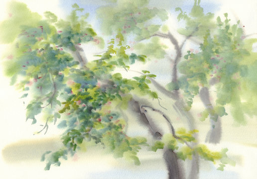apple tree watercolor background