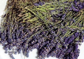 lavender herb with lila,velvet flowers