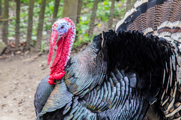 Colorful turkey at a farm