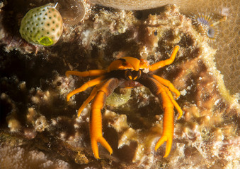 Obraz na płótnie Canvas Coral crab resting on coral of Bali