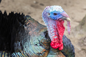 Colorful turkey at a farm