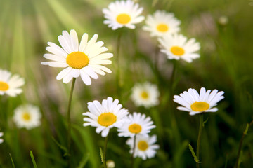 Obraz premium Summer field with white daisy flowers .