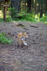 Fox in a forest