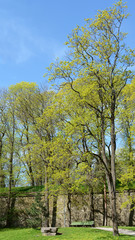 Fototapeta premium Green bench below tall trees in Deer's Park Tallinn, Estonia