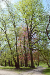 Fototapeta premium Trees along a footpath in Deer's Park, Tallinn, Estonia