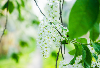 Blooming bird cherry tree in the garden. Selective focus.