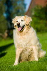 Übergewichtiger Golden Retriever in einer Wiese