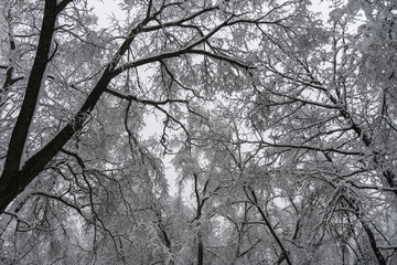 Winter landscape. Trees in the forest or in the park are under a thick layer of snow. Consequences of a great snowfall.