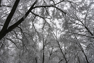 Winter landscape. Trees in the forest or in the park are under a thick layer of snow. Consequences of a great snowfall.
