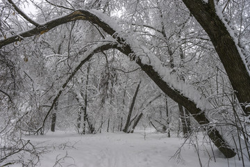 Winter landscape. Trees in the forest or in the park are under a thick layer of snow. Consequences of a great snowfall.