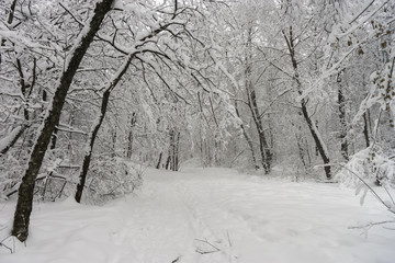 Winter landscape. Trees in the forest or in the park are under a thick layer of snow. Consequences of a great snowfall.