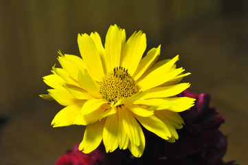 yellow daisy flower close-up